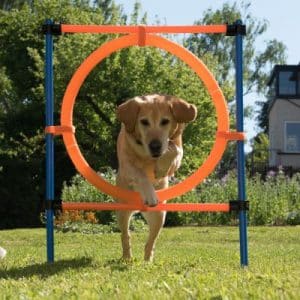 Agility Fun & Sport Sprungring - Komplettset