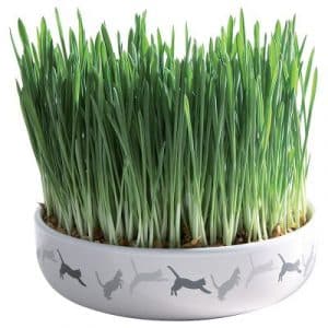 Trixie Keramikschale mit Katzengras - Ø 15 x 4 cm + 50 g Saat