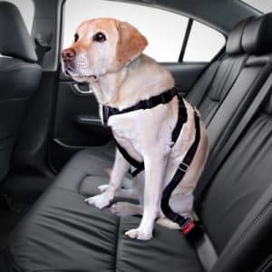 Trixie Autoschondecke + Trixie Hundegurt - Gurtgröße S + Autoschondecke