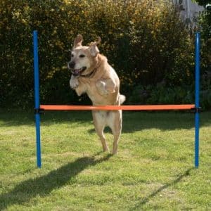 Agility Fun & Sport Hürde - Komplettset