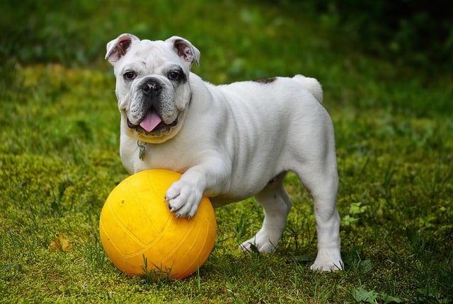 gute Hundeausstattung