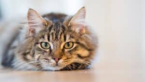 Versicherung und Reisen mit Ihrer Katze