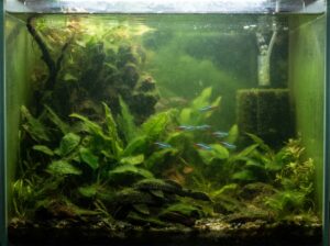 Aquarium grünes Wasser
