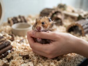 Hamster beißt