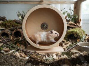Hamster Laufrad
