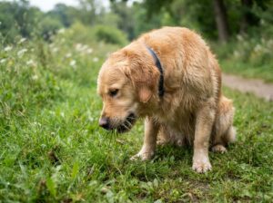 Hund frisst Gras