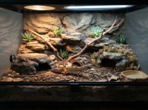 Leopardgecko Terrarium