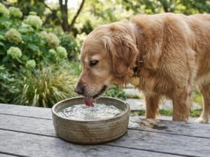 Hund Wasserbedarf