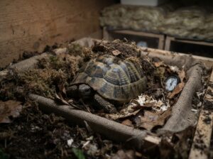 Schildkröte Winterstarre
